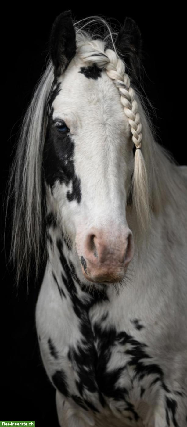 Bild 2: Liebenswerte Pony Stute, 8-jährig zu verkaufen