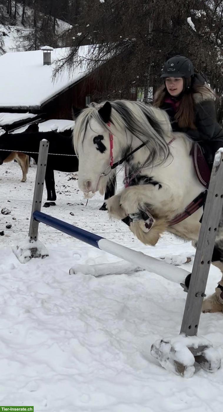 Bild 4: Liebenswerte Pony Stute, 8-jährig zu verkaufen