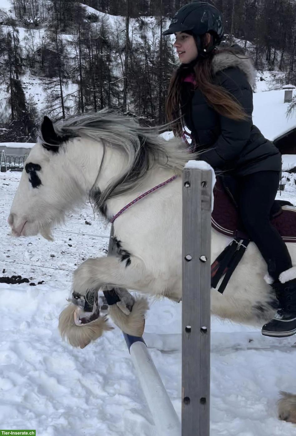 Bild 5: Liebenswerte Pony Stute, 8-jährig zu verkaufen