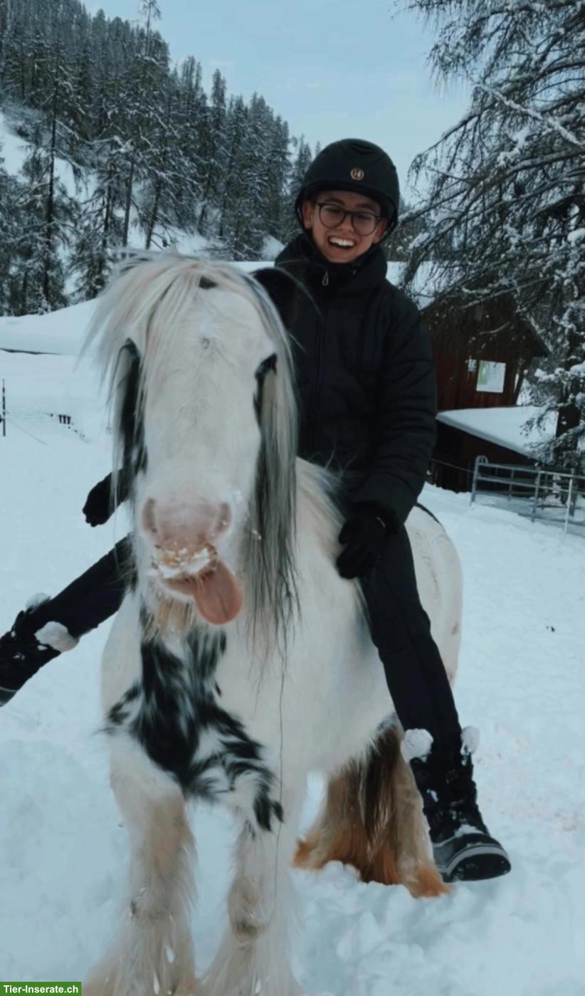 Bild 6: Liebenswerte Pony Stute, 8-jährig zu verkaufen