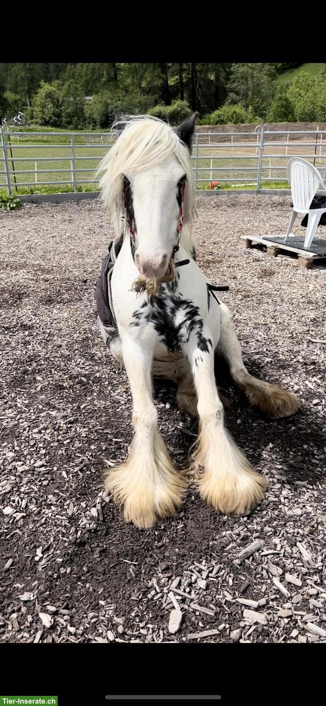 Bild 8: Liebenswerte Pony Stute, 8-jährig zu verkaufen