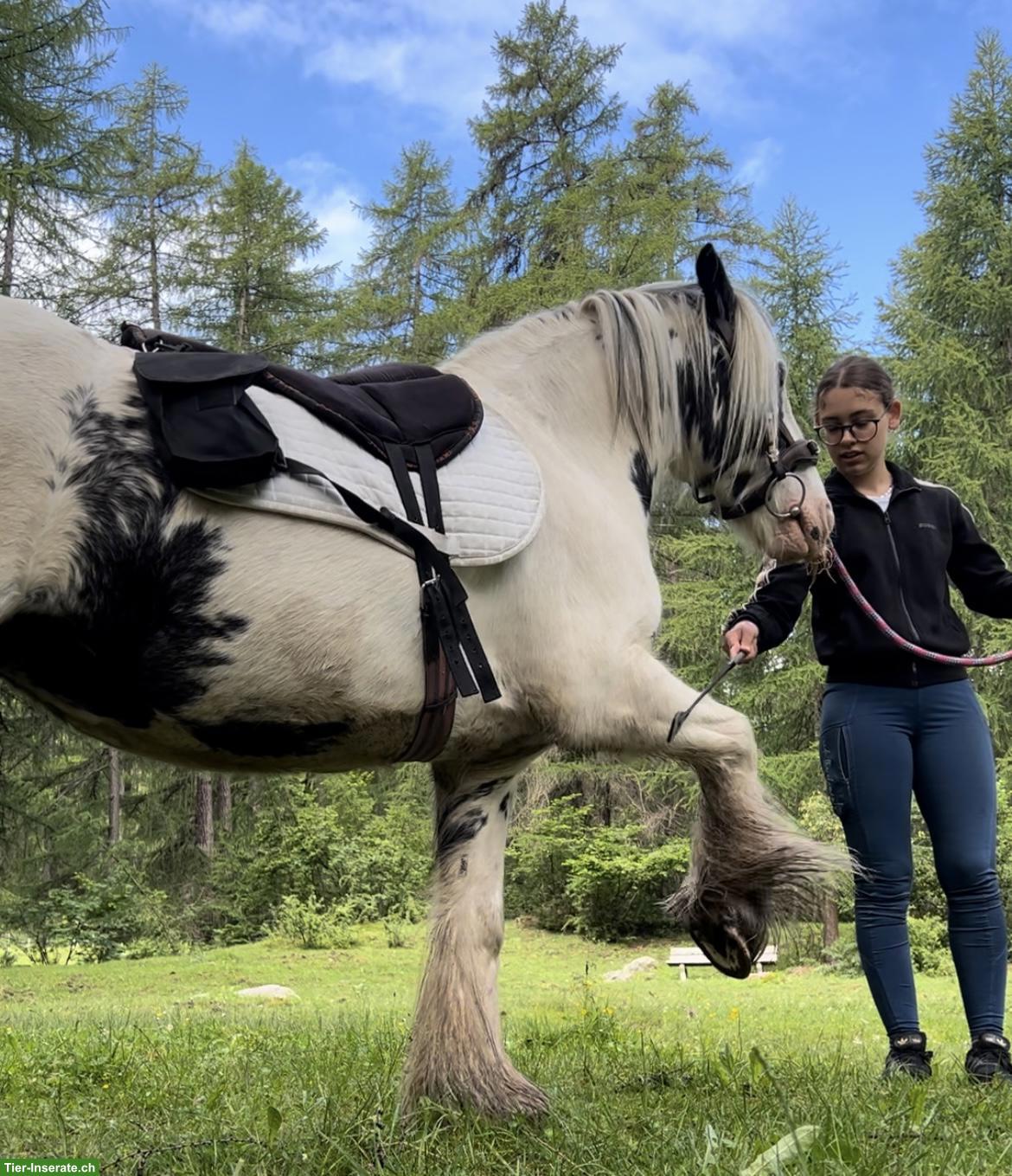 Bild 9: Liebenswerte Pony Stute, 8-jährig zu verkaufen
