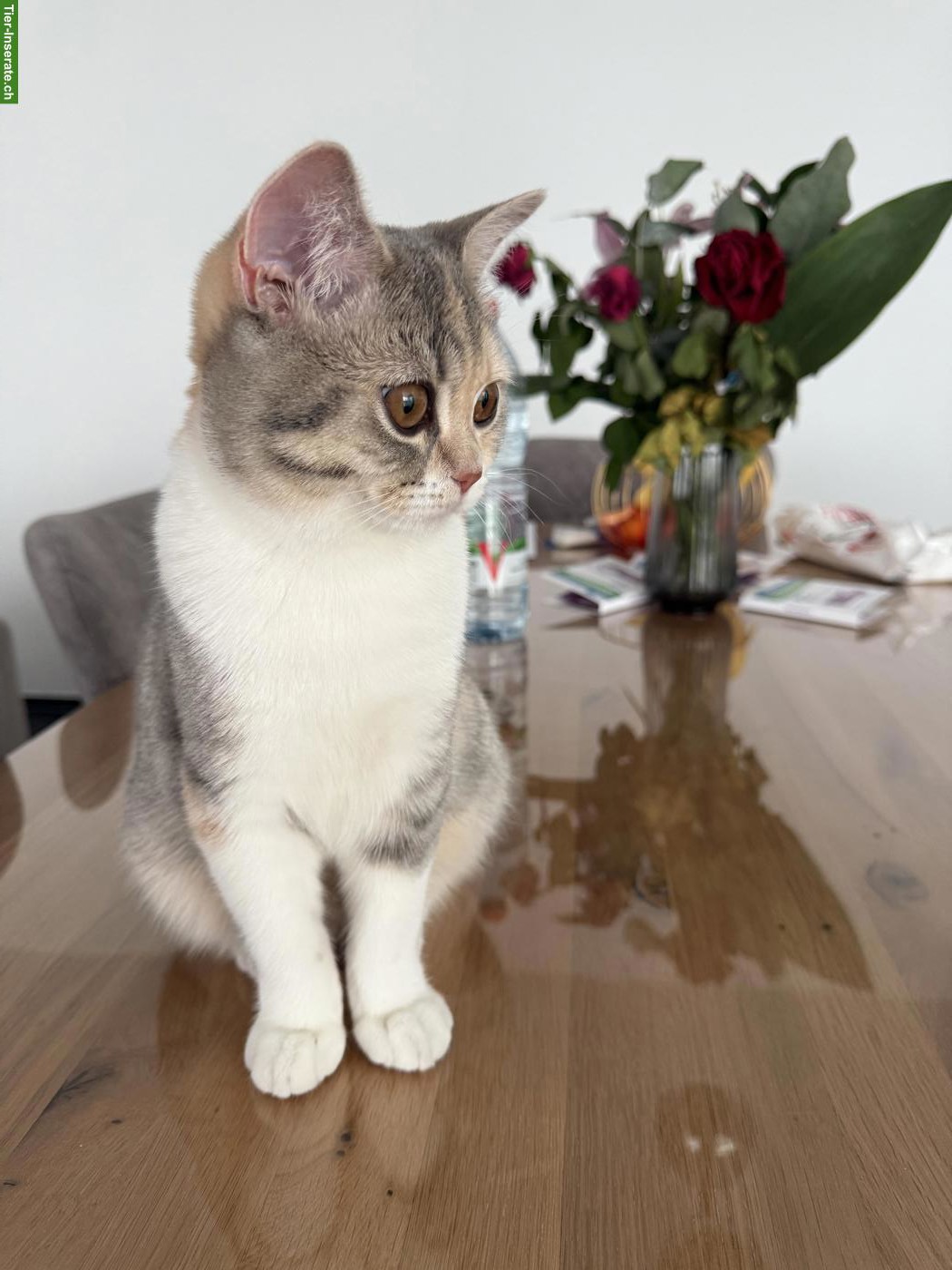 Bild 2: BKH Katze, gut 1-jährig sucht ein Für-Immer-Zuhause
