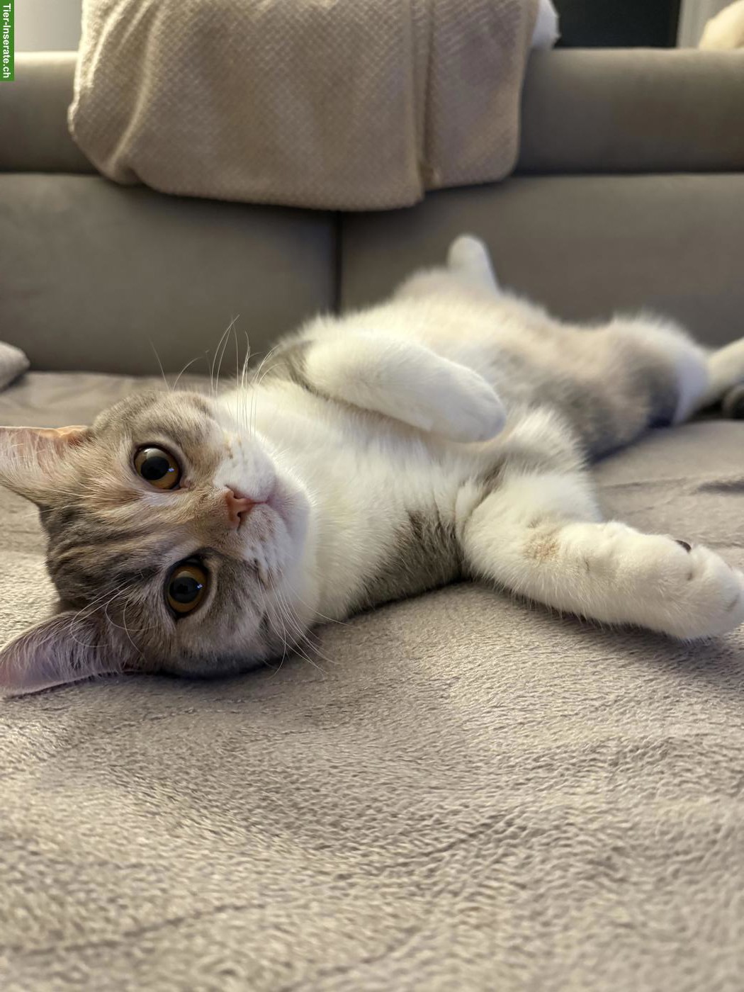 Bild 3: BKH Katze, gut 1-jährig sucht ein Für-Immer-Zuhause