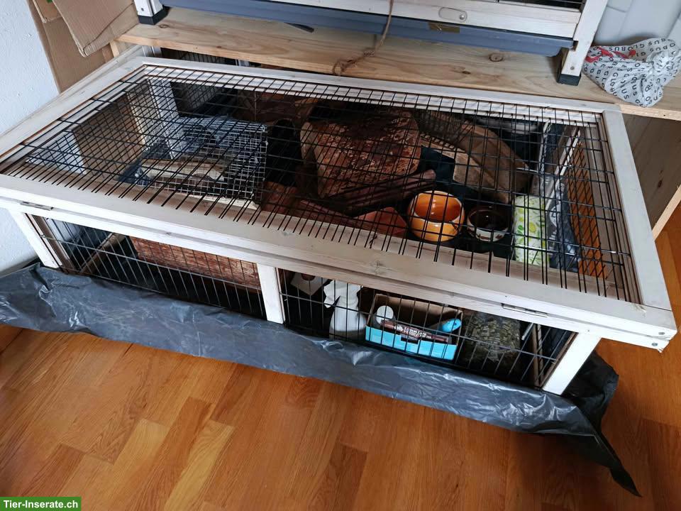 Bild 2: Meerschweinchen-Stall mit viel Zubehör - perfektes Starterkit