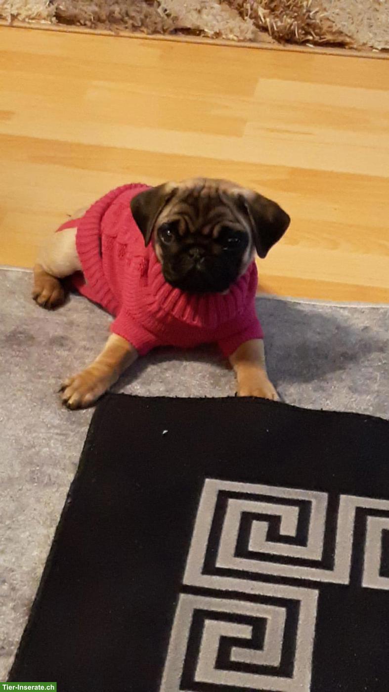 Bild 5: Süsse Mops Hündin sucht dringend ein Zuhause