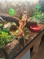 8-jährige Kornnatter mit Terrarium zu verkaufen