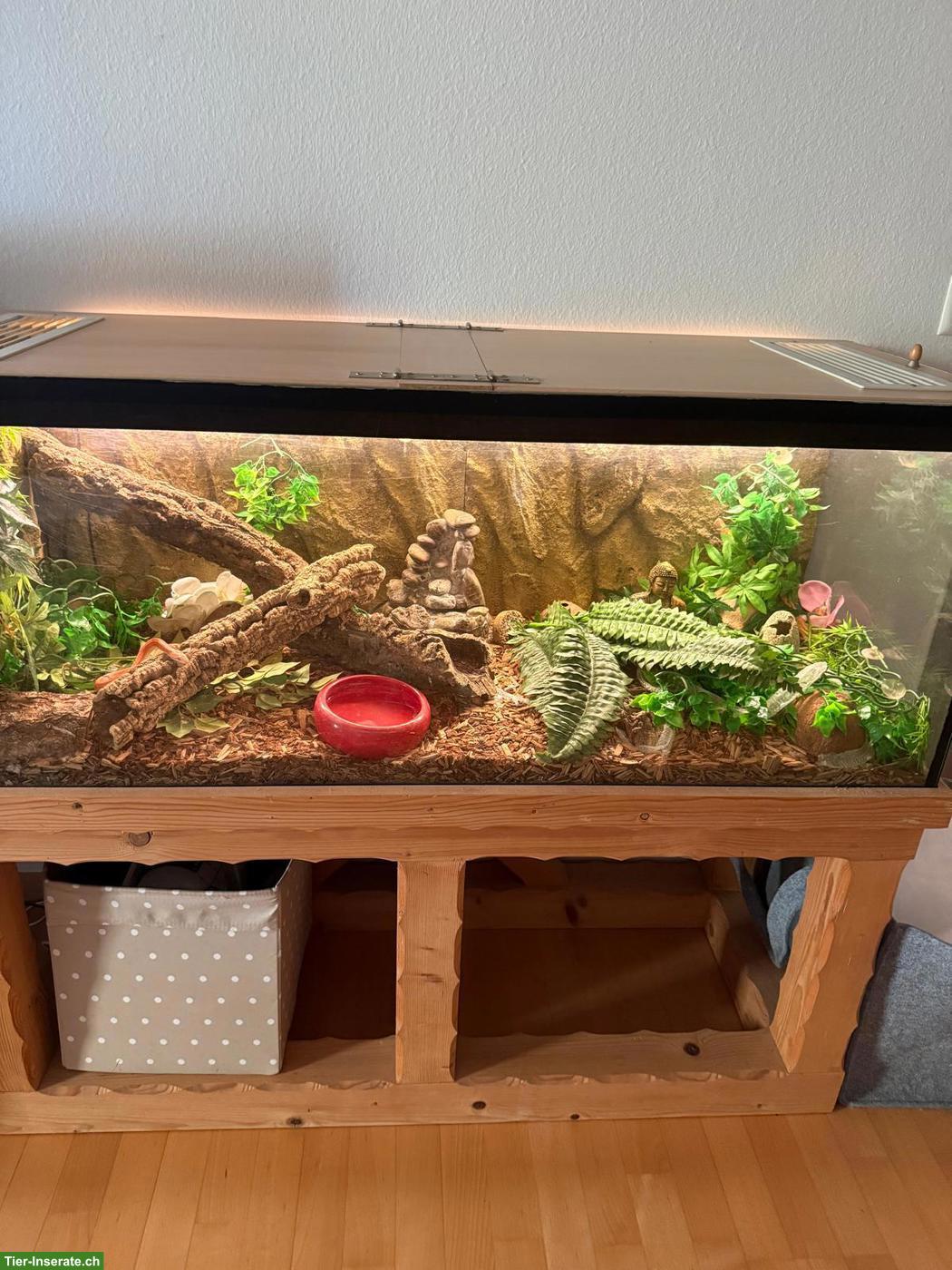 Bild 3: 8-jährige Kornnatter mit Terrarium zu verkaufen