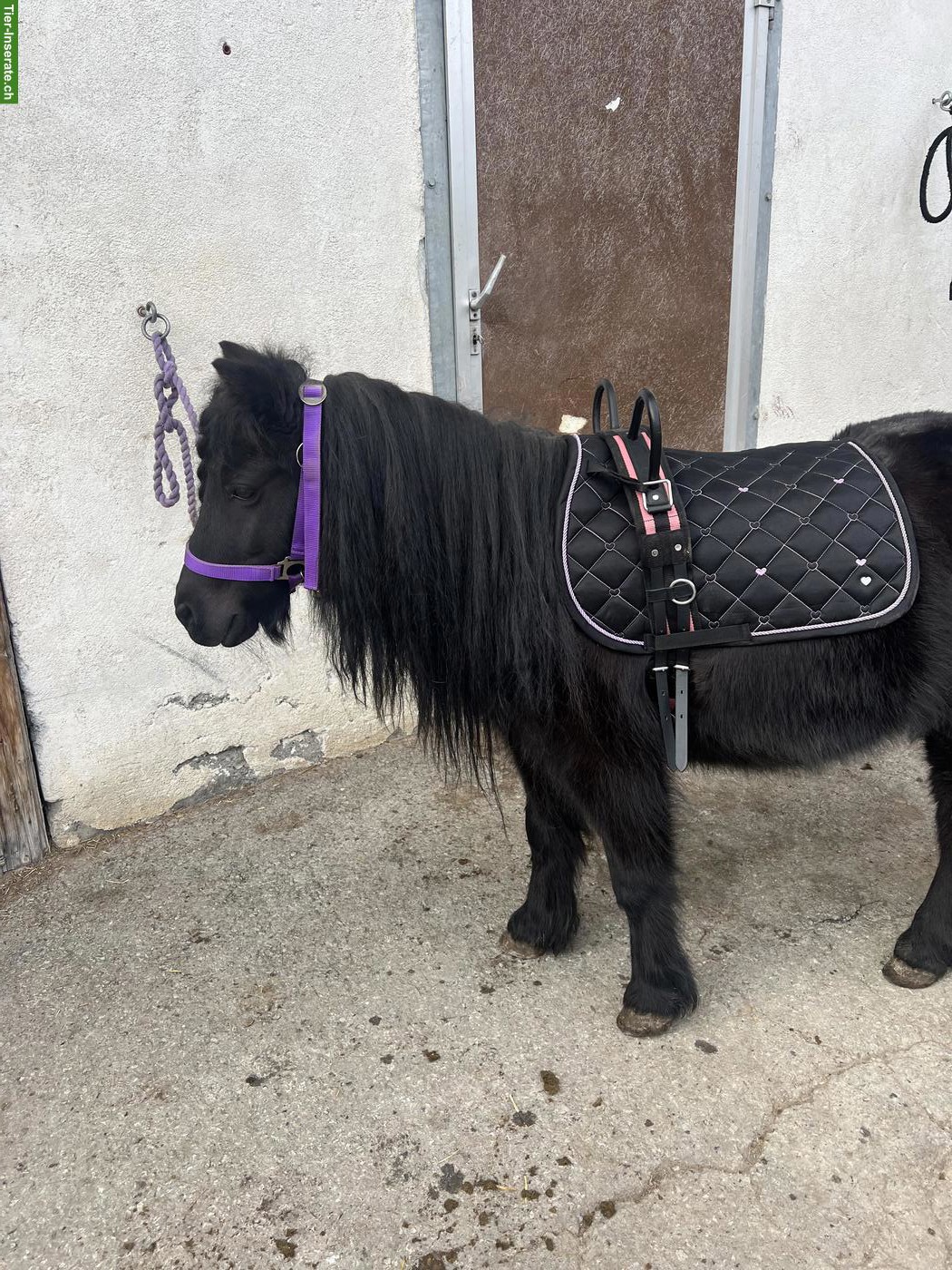 Bild 6: Bildschöne Shetty Stute Mila v.d Bekleaar, 7-jährig, 95cm