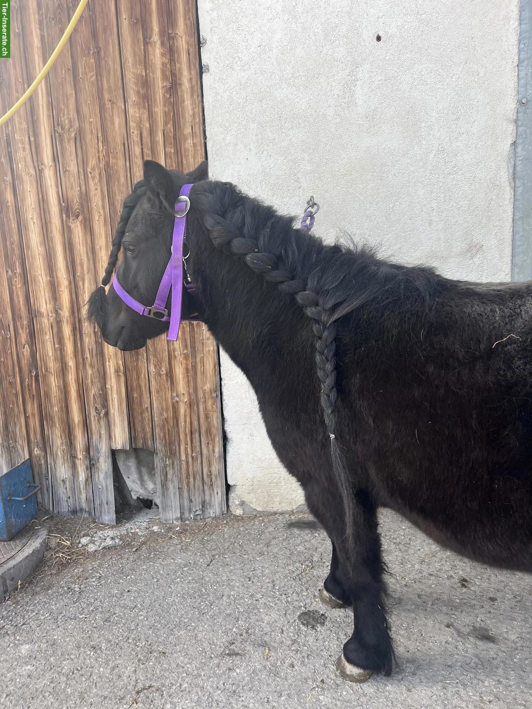Bild 7: Bildschöne Shetty Stute Mila v.d Bekleaar, 7-jährig, 95cm