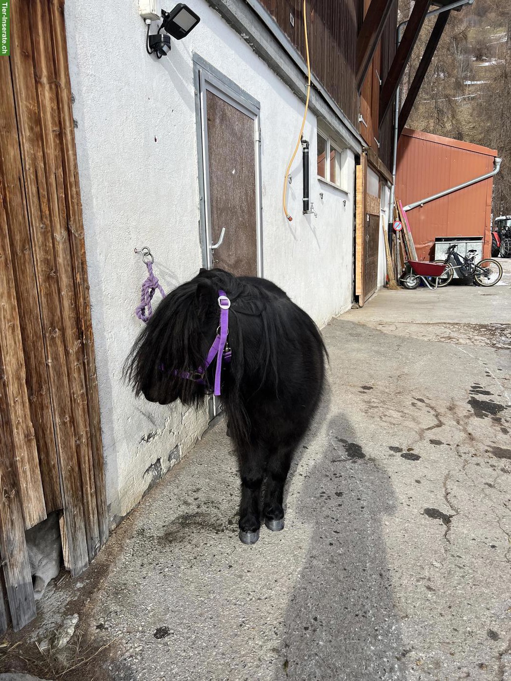 Bild 8: Bildschöne Shetty Stute Mila v.d Bekleaar, 7-jährig, 95cm