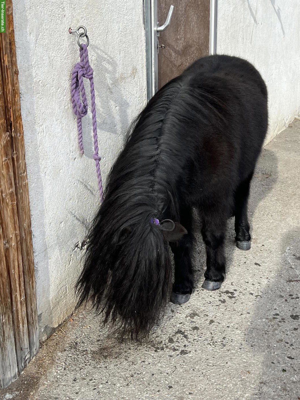 Bild 9: Bildschöne Shetty Stute Mila v.d Bekleaar, 7-jährig, 95cm