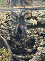 Avicularia Metallica Rotfußvogelspinne abzugeben