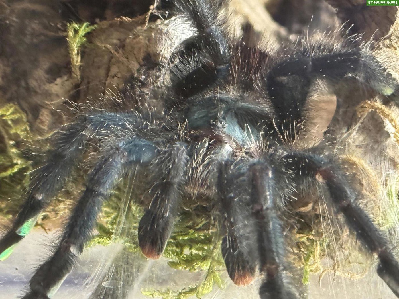 Bild 2: Avicularia Metallica Rotfußvogelspinne abzugeben