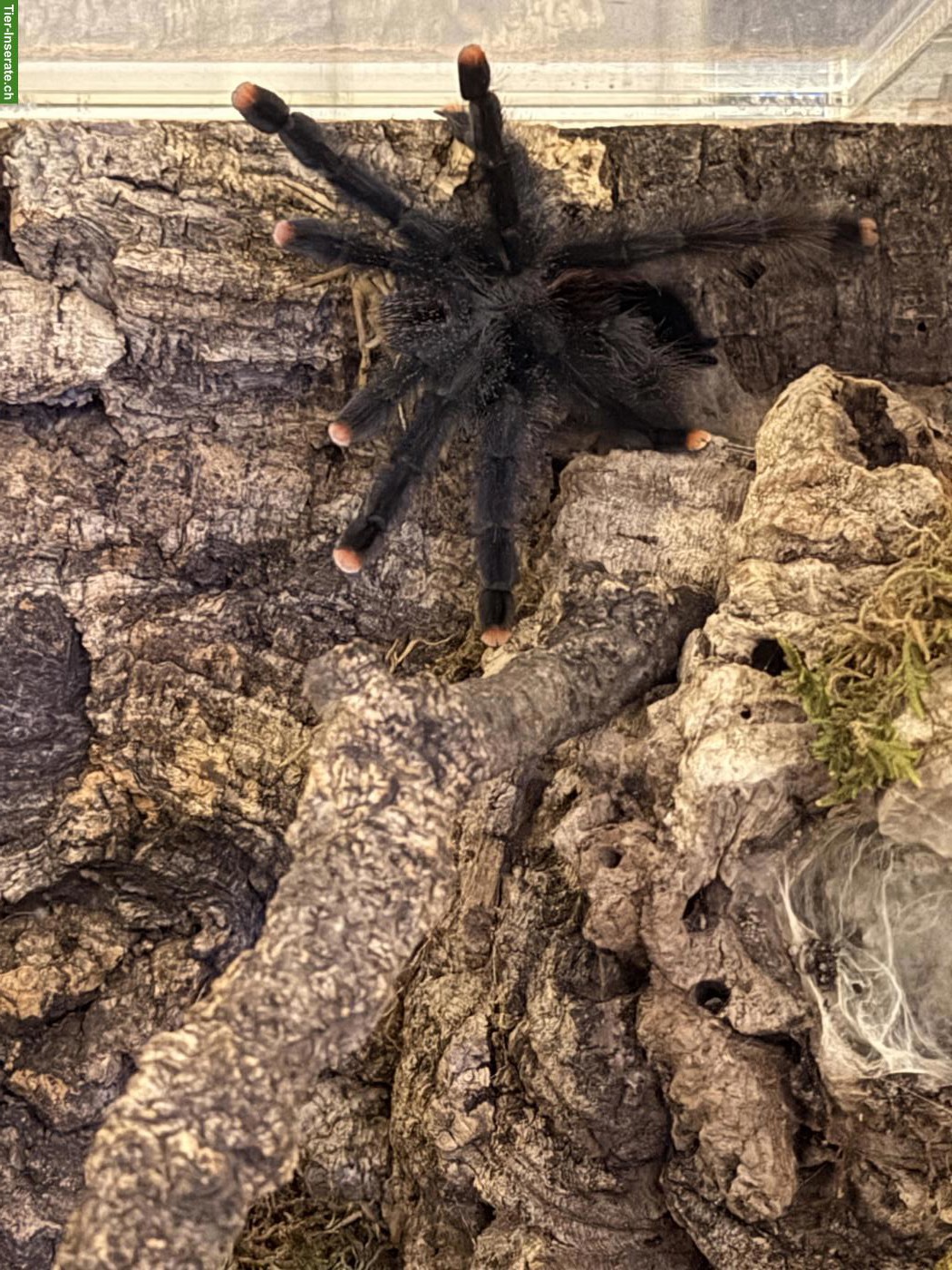 Bild 3: Avicularia Metallica Rotfußvogelspinne abzugeben