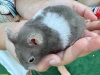 Zucht-Zwerghamster 🐹 männlich, sehr zahm