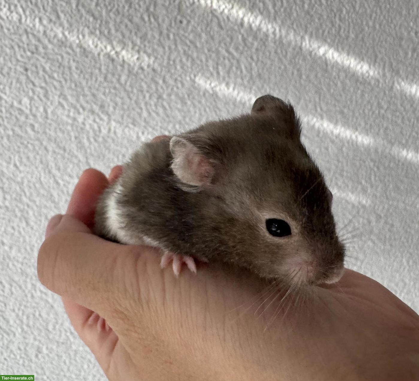 Bild 2: Zucht-Zwerghamster 🐹 männlich, sehr zahm