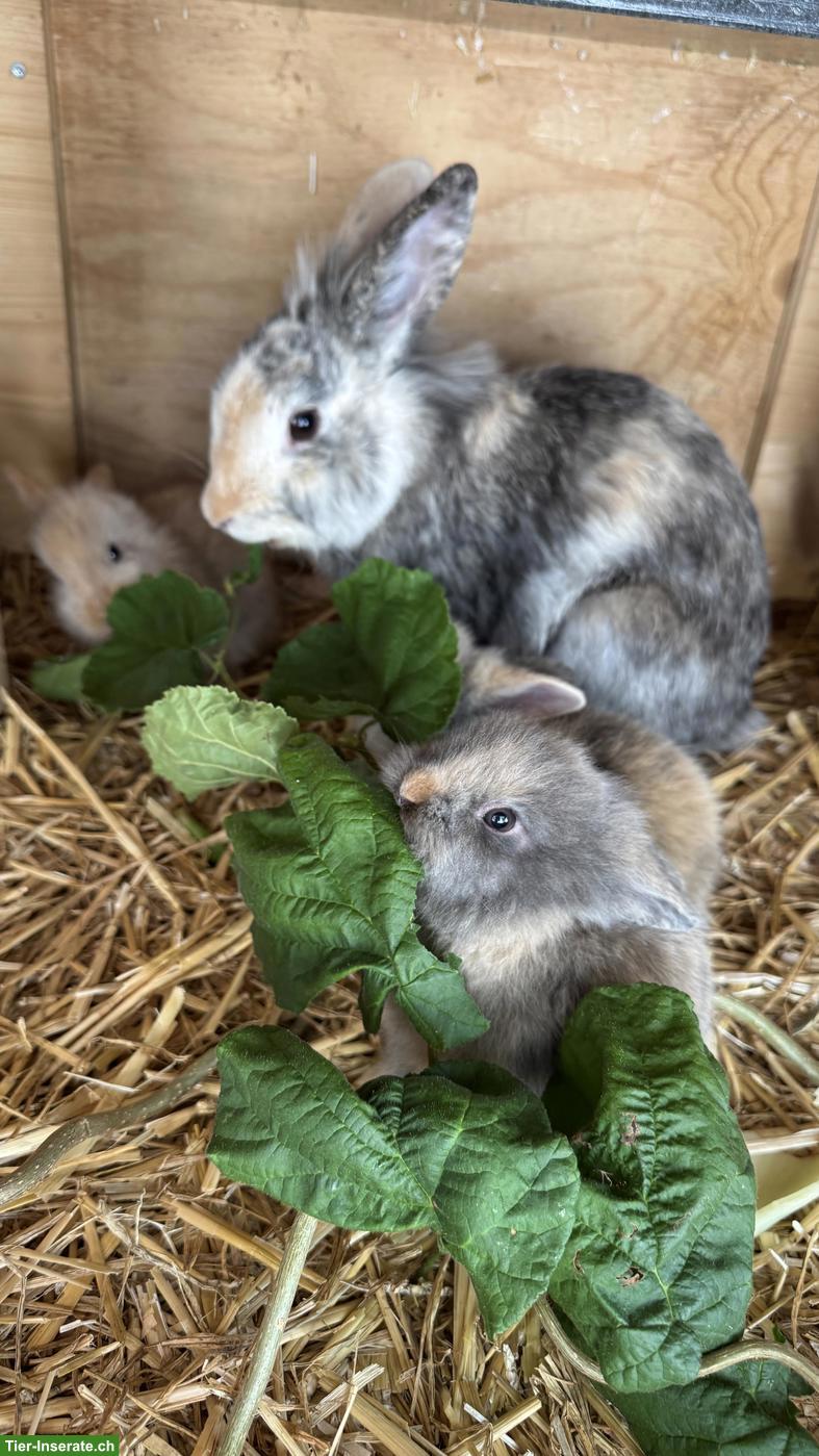 Bild 3: Süsse handzahme Zwergkaninchen suchen neues Zuhause