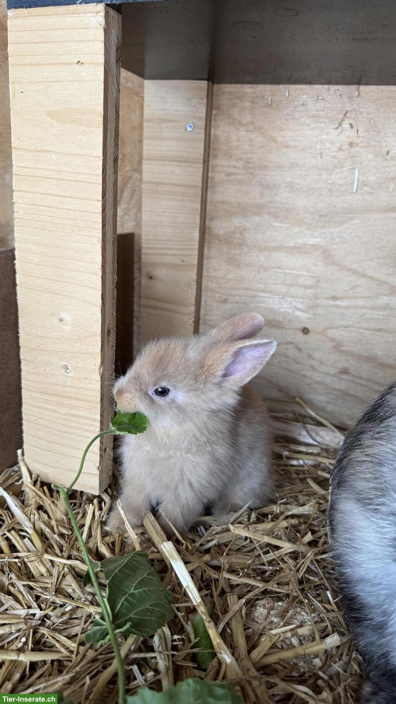 Bild 4: Süsse handzahme Zwergkaninchen suchen neues Zuhause