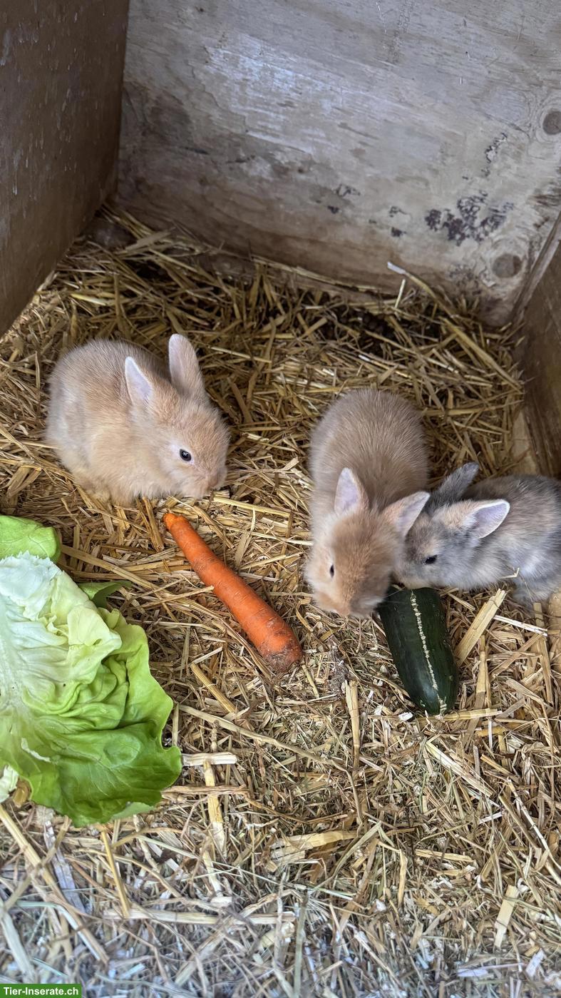 Bild 5: Süsse handzahme Zwergkaninchen suchen neues Zuhause