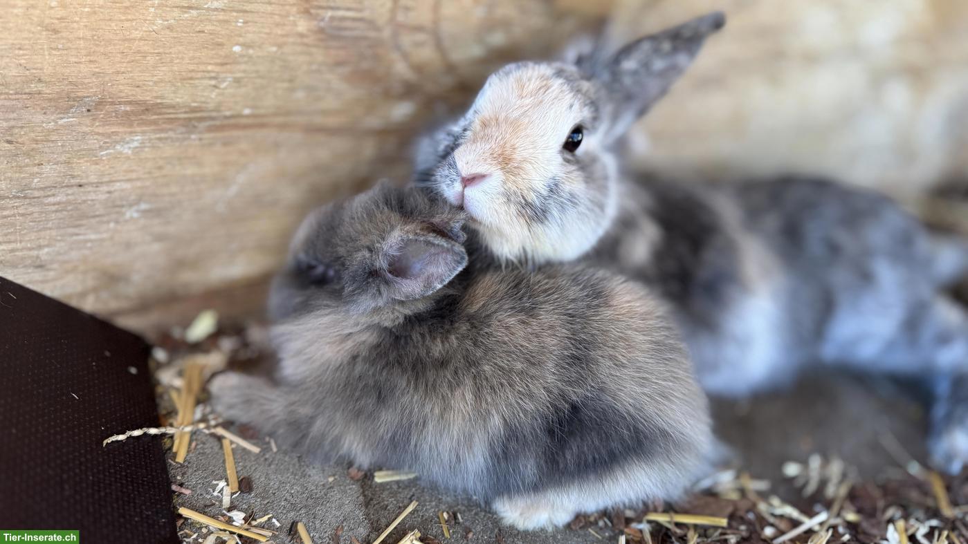 Bild 6: Süsse handzahme Zwergkaninchen suchen neues Zuhause