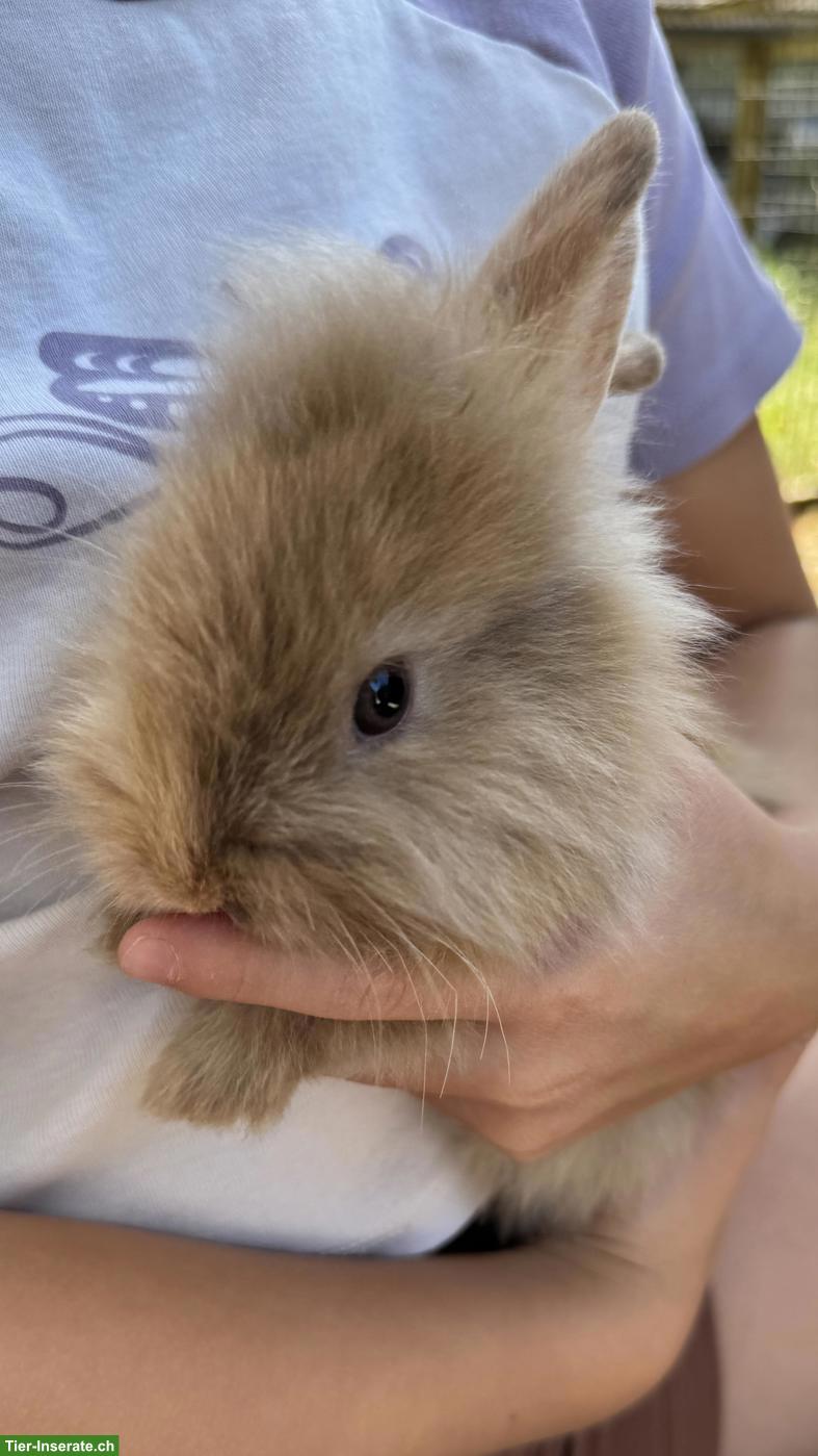 Bild 8: Süsse handzahme Zwergkaninchen suchen neues Zuhause