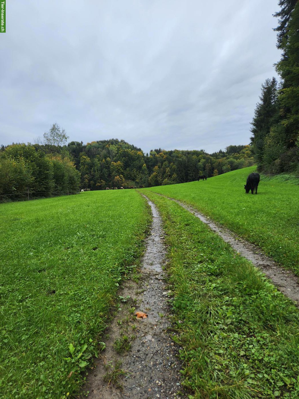 Bild 4: Pferde Pensionsplätze frei nähe St. Gallen