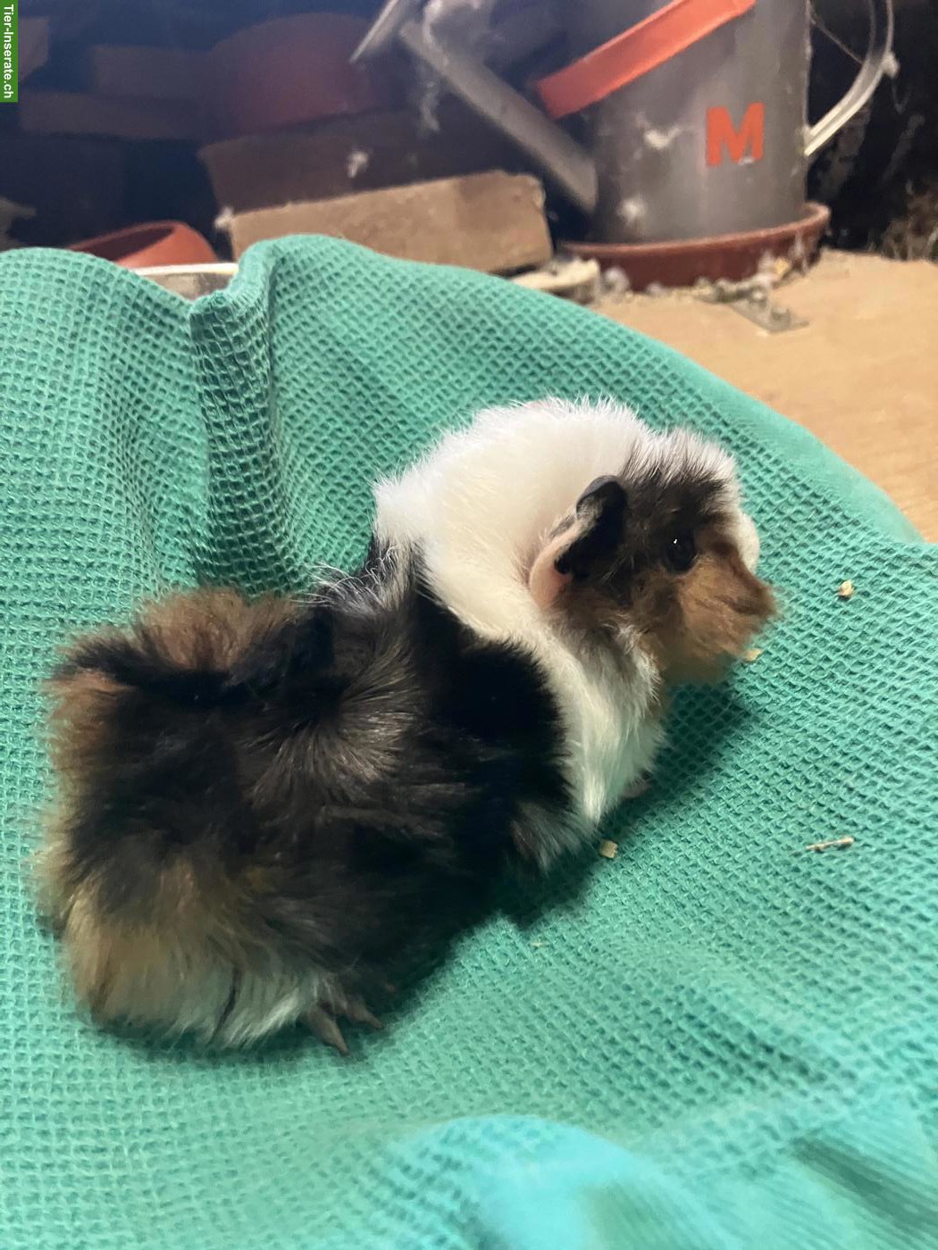 Bild 2: Schönes Rosetten Meerschweinchen 1 Monat zu verkaufen