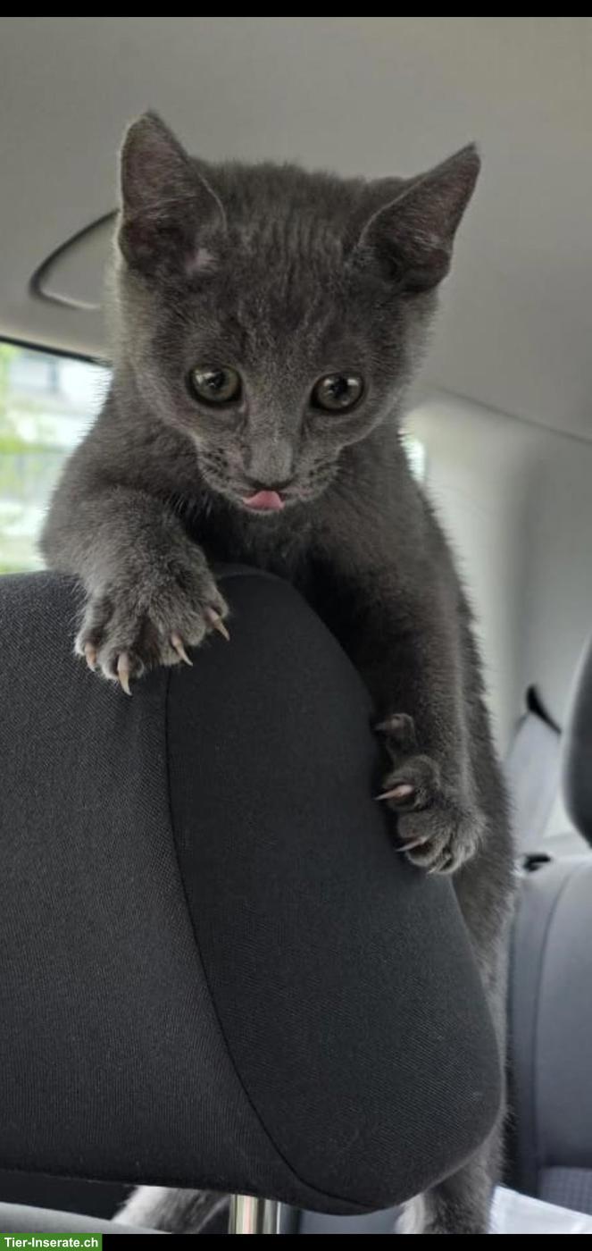Liebes Russisch Blau Kitten, sehr zutraulich