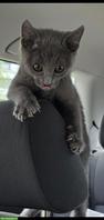 Liebes Russisch Blau Kitten, sehr zutraulich