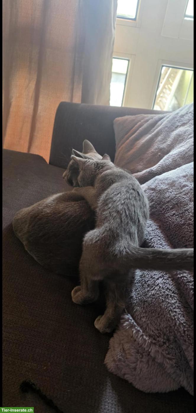 Bild 2: Liebes Russisch Blau Kitten, sehr zutraulich