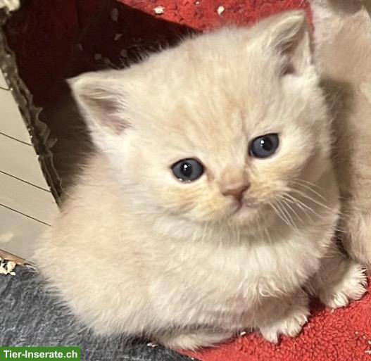 BKH Kitten rassenrein suchen ein liebes Zuhause
