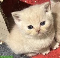 BKH Kitten rassenrein suchen ein liebes Zuhause