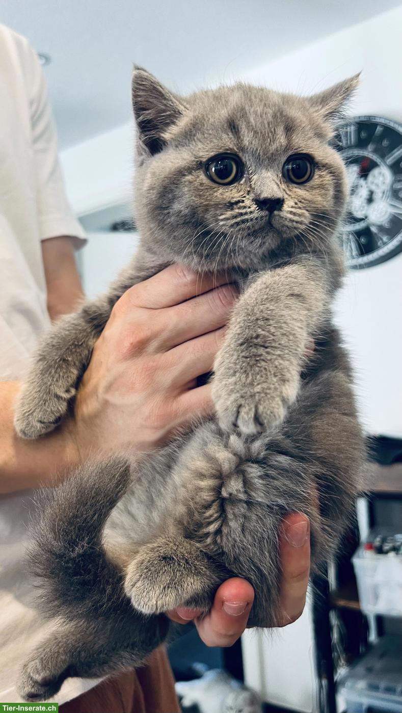 Bild 2: BKH Kitten rassenrein suchen ein liebes Zuhause