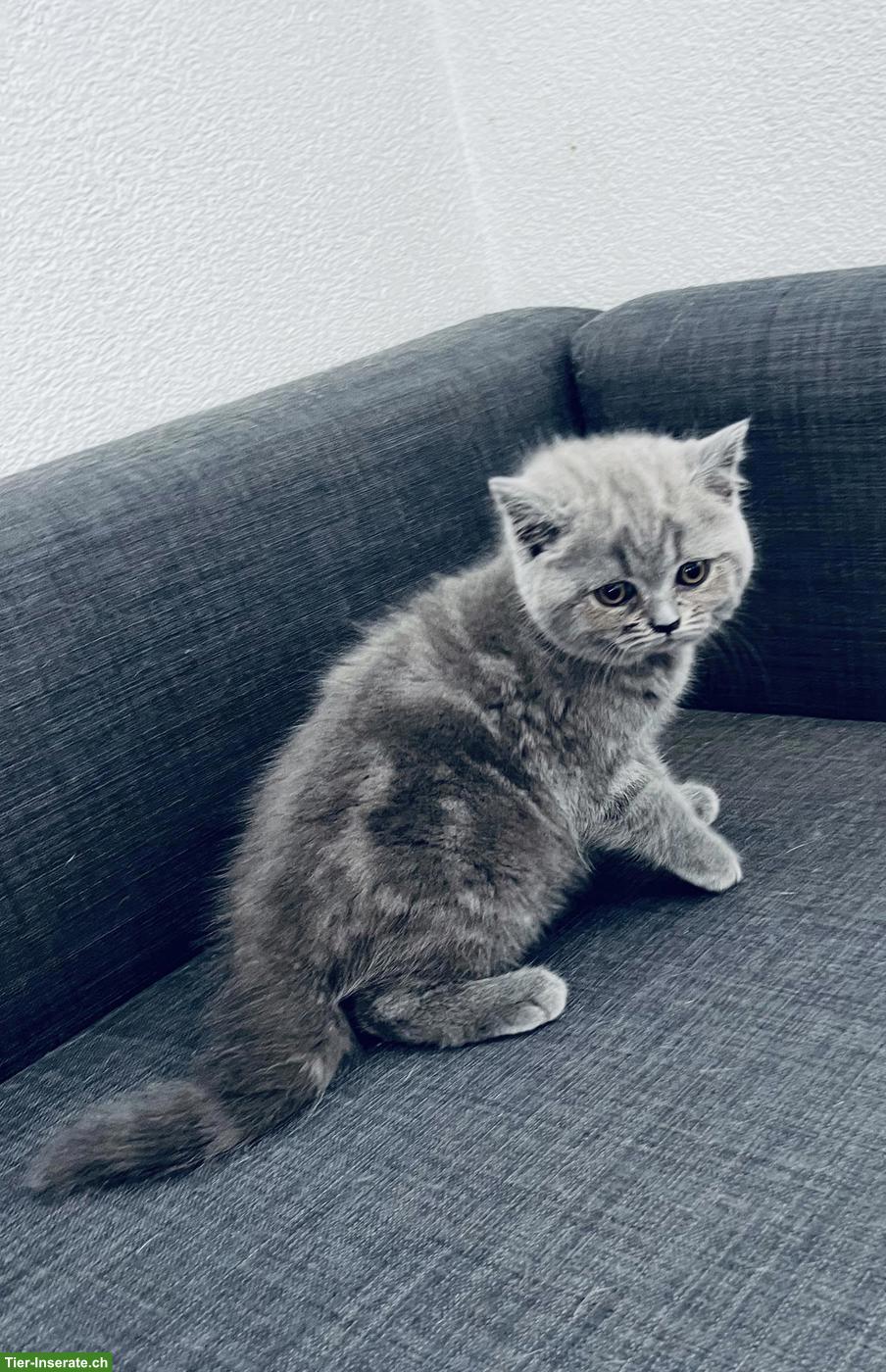 Bild 3: BKH Kitten rassenrein suchen ein liebes Zuhause