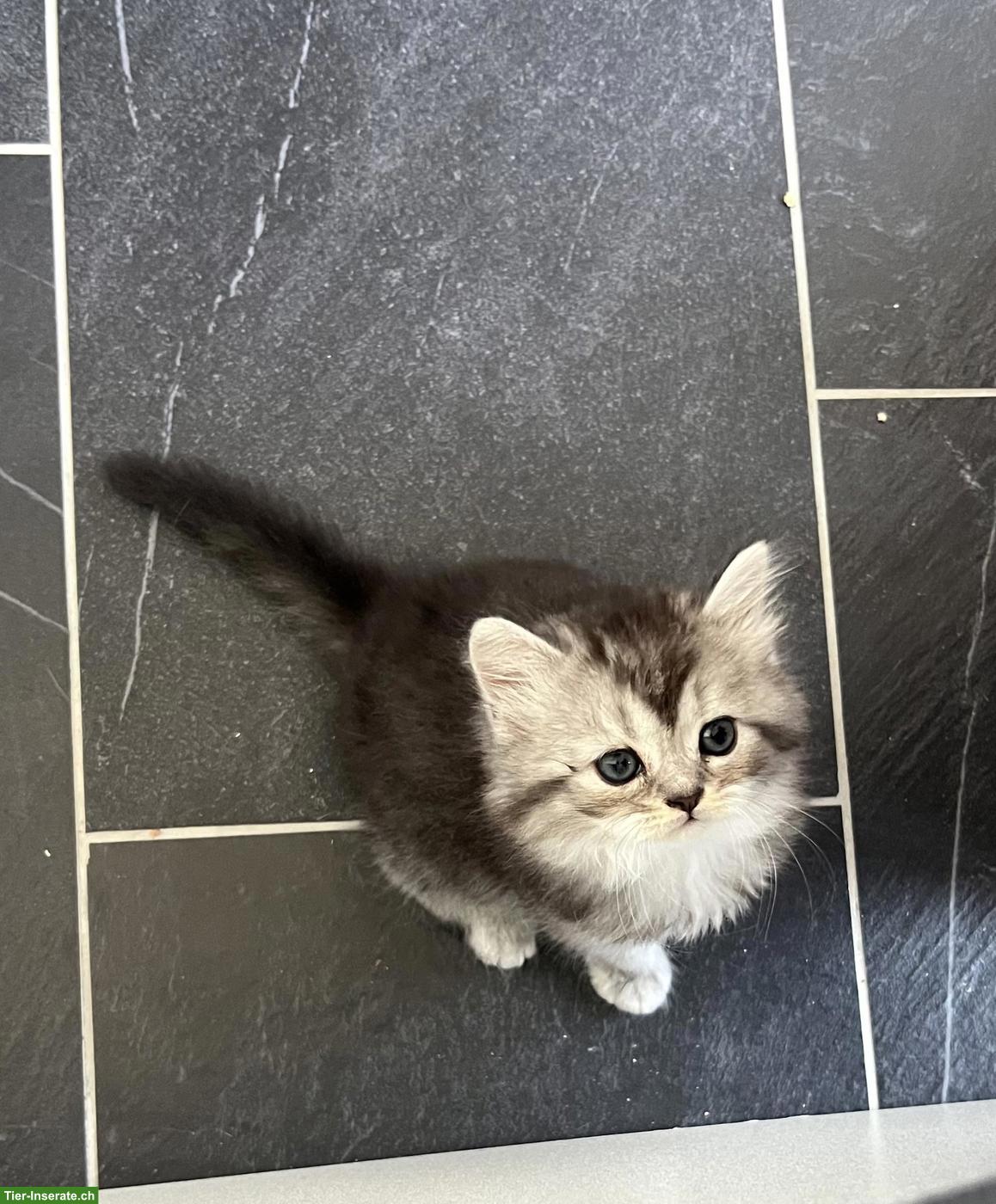 Bild 4: BKH Kitten rassenrein suchen ein liebes Zuhause
