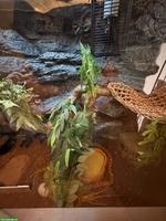 Wunderschöne Okeetee Kornnatter mit Premium Terrarium + Zubehör