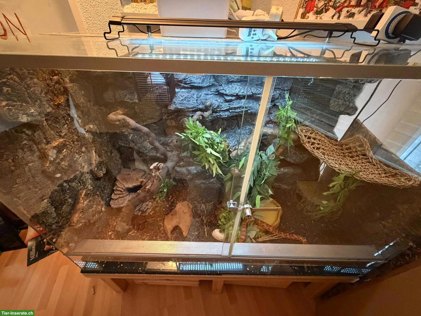 Bild 2: Wunderschöne Okeetee Kornnatter mit Premium Terrarium + Zubehör