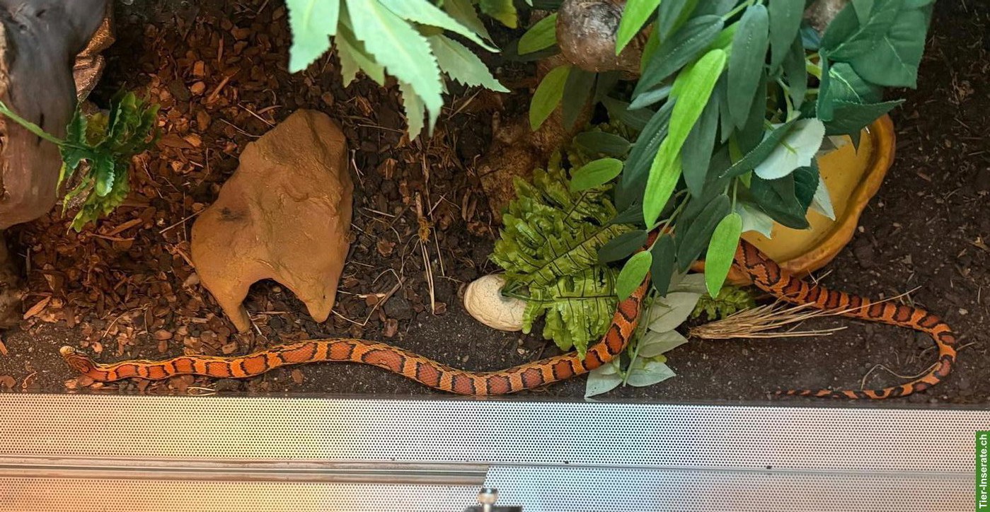 Bild 3: Wunderschöne Okeetee Kornnatter mit Premium Terrarium + Zubehör