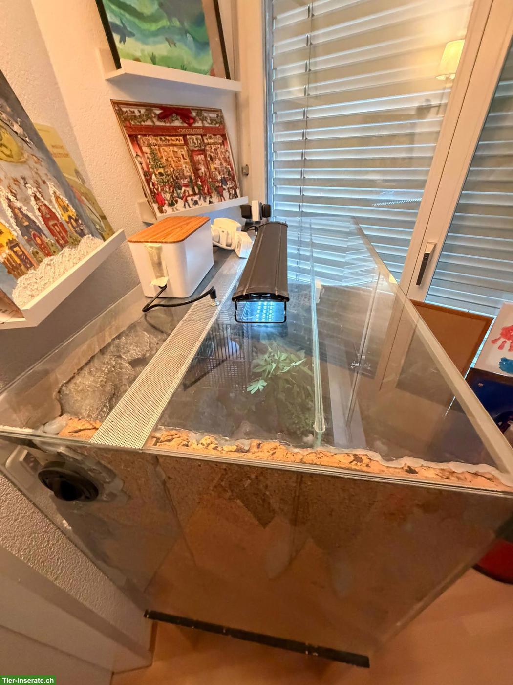 Bild 4: Wunderschöne Okeetee Kornnatter mit Premium Terrarium + Zubehör