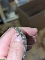 Eurydactylodes Vieillardi / Bavayia Robusta / Oedura Monilis