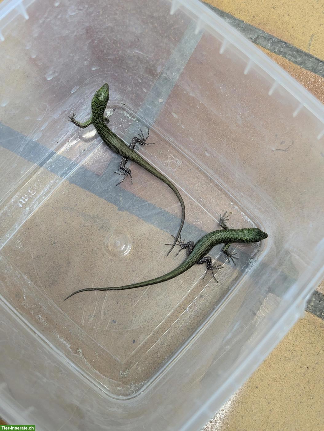 Bild 5: Eurydactylodes Vieillardi / Bavayia Robusta / Oedura Monilis