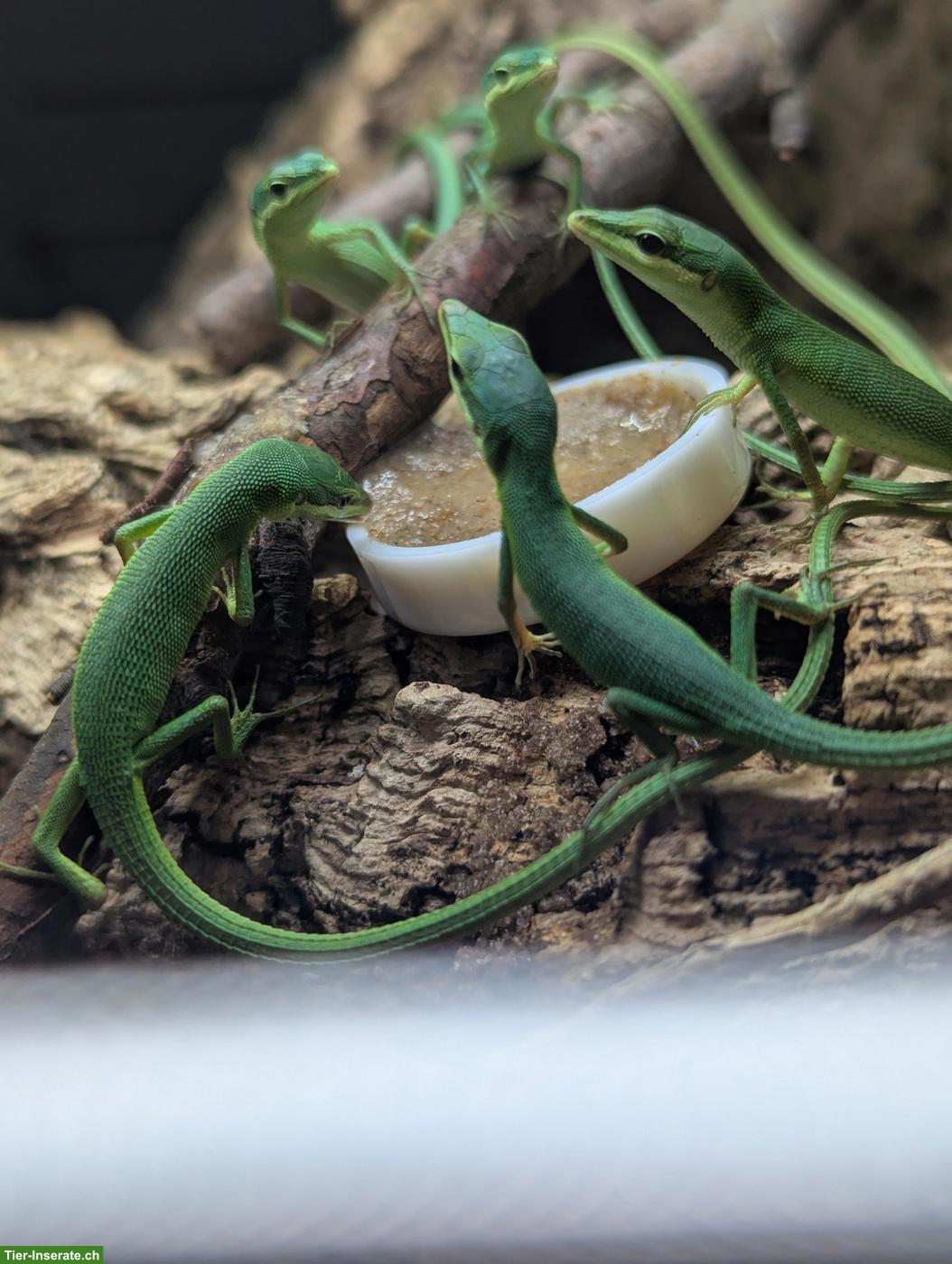 Bild 6: Eurydactylodes Vieillardi / Bavayia Robusta / Oedura Monilis