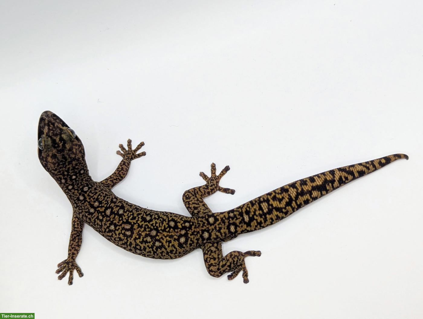 Bild 7: Eurydactylodes Vieillardi / Bavayia Robusta / Oedura Monilis