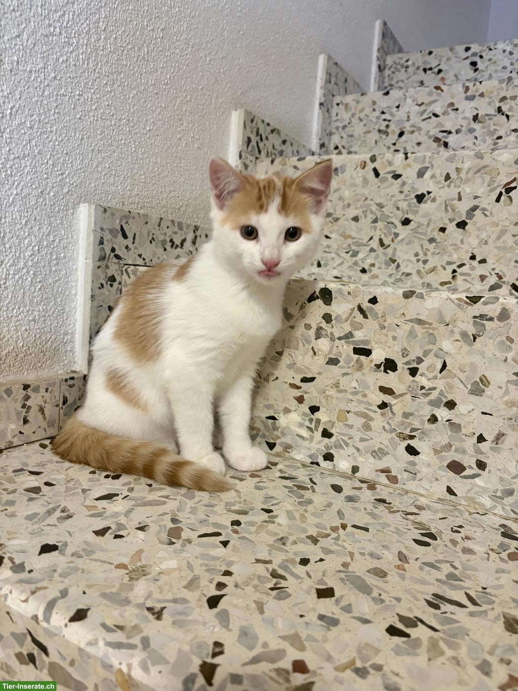 Schöne junge Bauernhof Katze, weiblich, sehr zahm