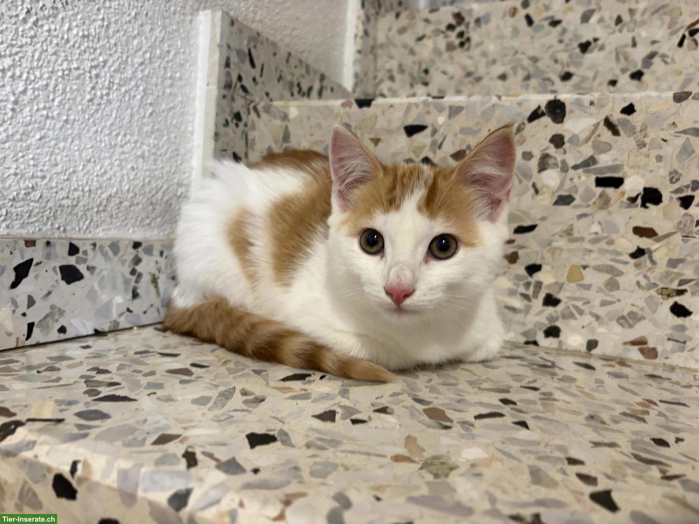 Bild 2: Schöne junge Bauernhof Katze, weiblich, sehr zahm