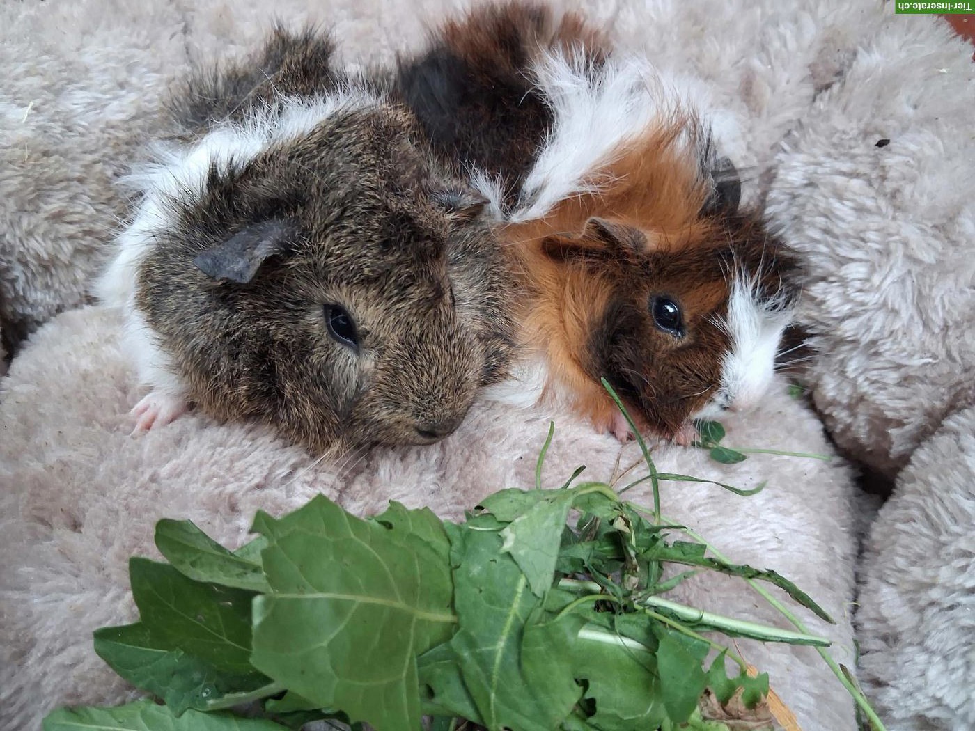 Herzige junge Meerschweinchen Strubbeli zu verkaufen