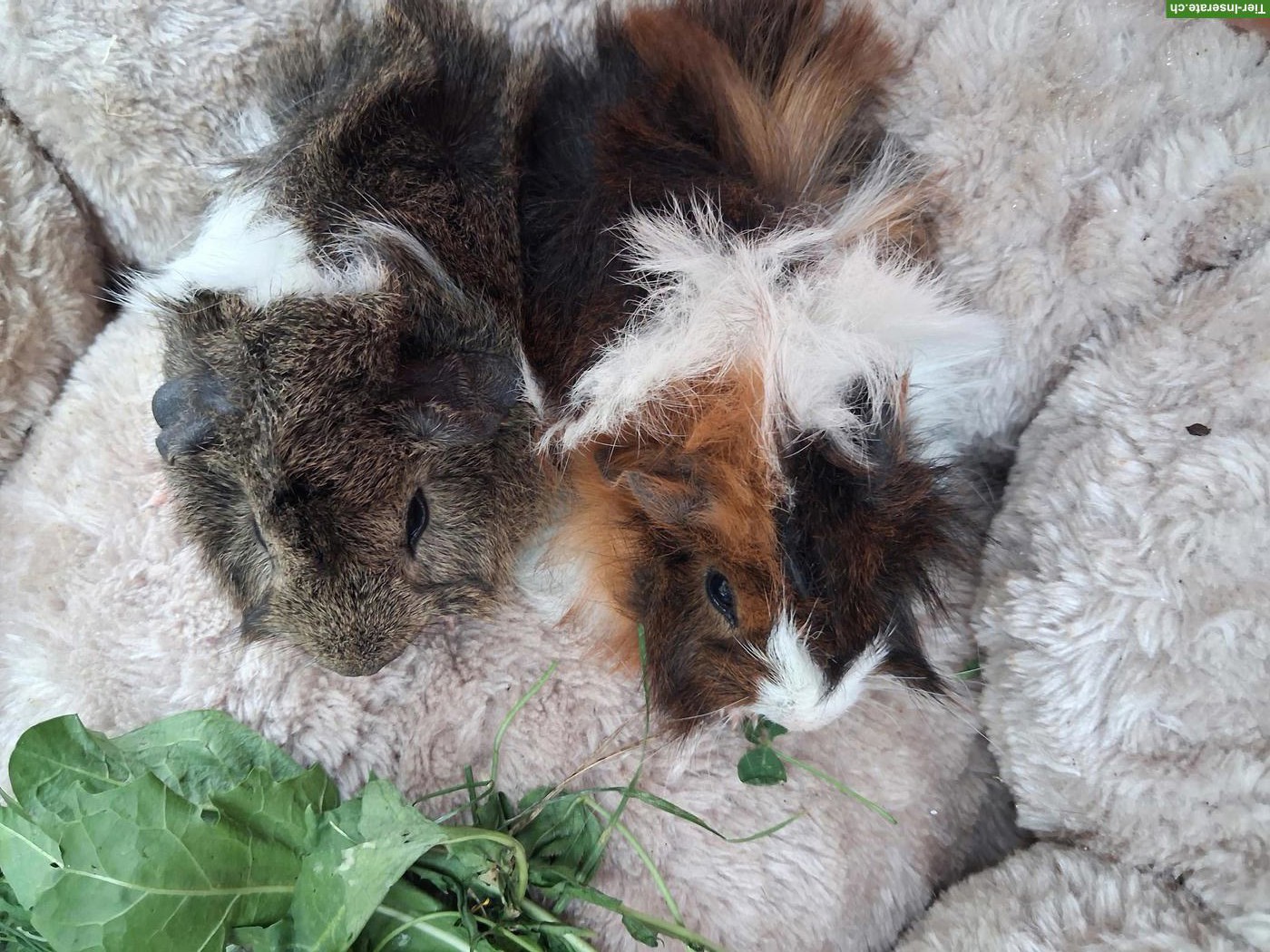 Bild 2: Herzige junge Meerschweinchen Strubbeli zu verkaufen