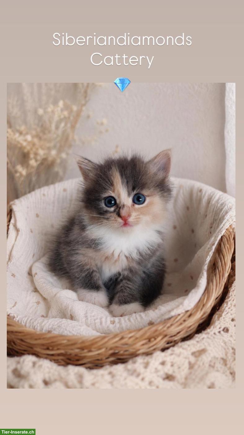 Sibirische Katze Baby-Girl 💖