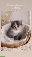 Sibirische Katze Baby-Girl 💖